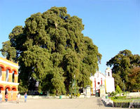 Arbol Del Tule