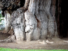 Arbol del Tule Elephant