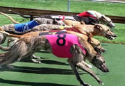 Greyhound Racing